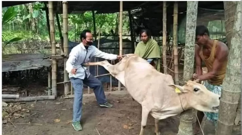 Nahas, Kakek Renta Tewas Ditendang Sapi Kurban Saat Menyembelih di Tanah Datar 