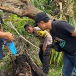 Pamit Merantau, Pemuda Sergai Ditemukan Jadi Kerangka Manusia dalam Pohon Aren 