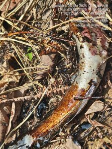 Limbah PHR Cemari Sungai di Menggala Sakti : Ikan Mati, Warga Tak Bisa Gunakan Air