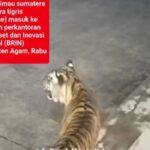 Bikin Merinding! Harimau Sumatera Keliaran di Kantor BRIN Agam, BKSDA Siaga Satu