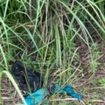 Gempar Mayat Bayi Digigit Hewan dalam Kantong Plastik di Tambang Kampar 