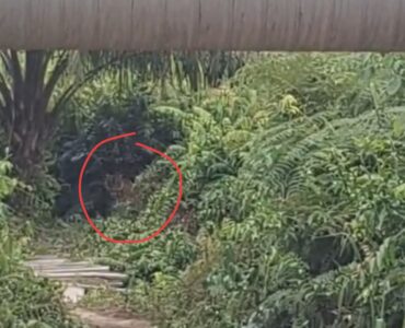Terekam Kamera, Harimau Sumatera Lalu Lalang di Jalan Siak-Buton 