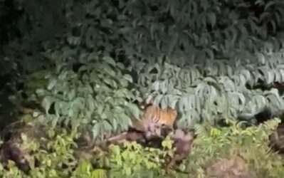 Ngeri! Induk dan Anak Harimau Keliaran di SDN 016 Teluk Naga Pelalawan 