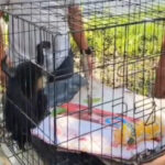 Warga Salo Kampar Ditangkap Polisi Gegara Jual Owa Ungko