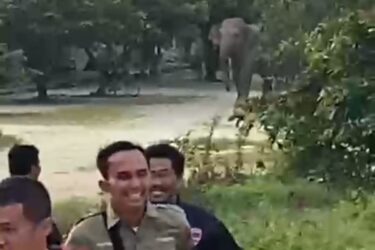 Kawanan Gajah Liar Mengamuk di Minas, Mess Security dan Motor Hancur