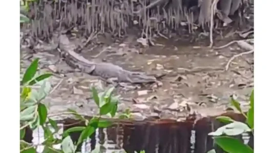 Waspada! Buaya Mengintai di Jalan Anggur Dumai, Camat Pasang Plang Warning 