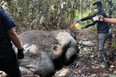 15 Jadi Tersangka, Polisi Ungkap Sindikat Perburuan Gajah di Pelalawan 