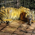 Acap Mangsa Ternak, Anak Harimau Masuk Perangkap di Desa Pulau Muda Pelalawan 