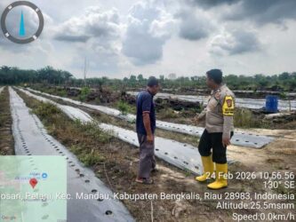 Polsek Mandau Tanam Jagung di Desa Air Kulim 