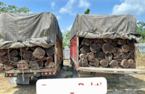 Sita Ratusan Batang Mahang, Polisi Tangkap Dua Supir Truk di Lintas Timur Pelalawan