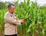 Jelang Panen, Bhabinkamtibmas Tinjau Kebun Jagung di Desa Harapan Baru Kecamatan Mandau
