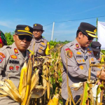 Polsek Mandau Panen Jagung di Desa Air Kulim 