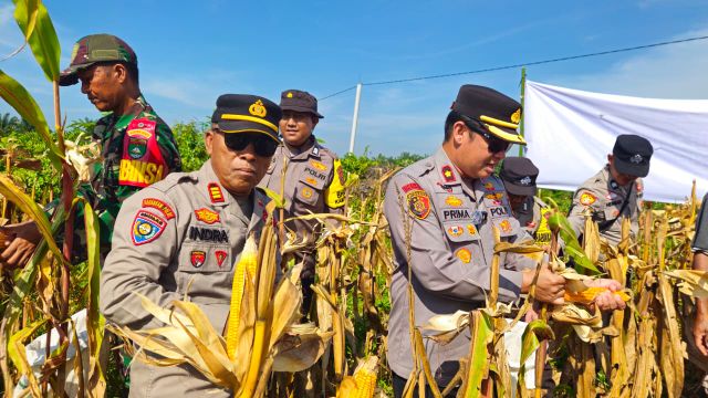 Polsek Mandau Panen Jagung di Desa Air Kulim 