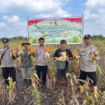 Polsek Sungai Sembilan Panen Jagung Pipil 1,2 Ton di Lubuk Gaung