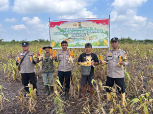 Polsek Sungai Sembilan Panen Jagung Pipil 1,2 Ton di Lubuk Gaung