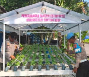 Polsek KSKP Dumai Budidaya Sayuran Hidroponik di Pekarangan Kantor 