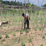 Bhabinkamtibmas Pantau Pekarangan Pangan Bergizi di Santauhulu Batuteritip Dumai 