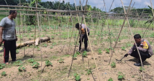 Bhabinkamtibmas Pantau Pekarangan Pangan Bergizi di Santauhulu Batuteritip Dumai 