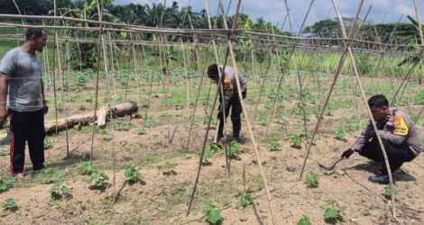 Bhabinkamtibmas Pantau Pekarangan Pangan Bergizi di Santauhulu Batuteritip Dumai 