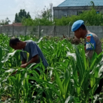 KSKP Pantau Kebun Jagung Poktan Tani Tua Brata Pangan di Pangkalan Sesai 