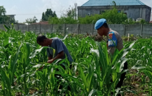 KSKP Pantau Kebun Jagung Poktan Tani Tua Brata Pangan di Pangkalan Sesai 