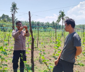 Bhabinkamtibmas Polsek Sei Sembilan Cek Pekarangan Bergizi Warga di Mampu Jaya 