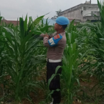 Tanaman Jagung Poktan Tuah Brata Pangan Subur, KSKP Rutin Lakukan Cek