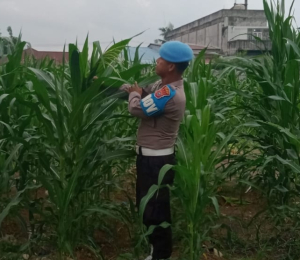 Tanaman Jagung Poktan Tuah Brata Pangan Subur, KSKP Rutin Lakukan Cek