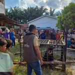 Beruang Madu Keliaran di Pemukiman Warga Kerumutan, BBKSDA Pasang Box Trap 