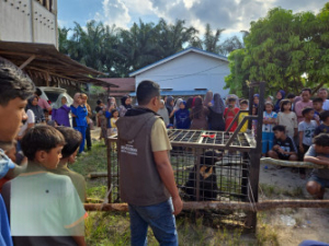 Beruang Madu Keliaran di Pemukiman Warga Kerumutan, BBKSDA Pasang Box Trap 