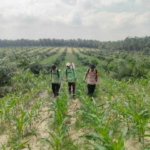 Program Ketahanan Pangan di Desa Bathin Betuah, Tanaman Jagung Diberi Pupuk Cair