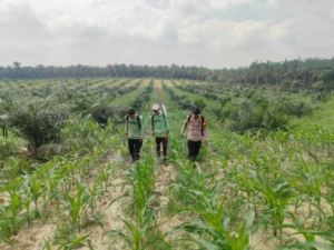 Program Ketahanan Pangan di Desa Bathin Betuah, Tanaman Jagung Diberi Pupuk Cair