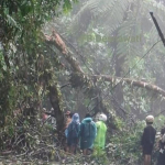 Pohon Tumbang di Berangin Bonjol, Lintas Bukittinggi – Medan Buka Tutup 