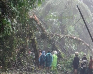 Pohon Tumbang di Berangin Bonjol, Lintas Bukittinggi – Medan Buka Tutup 