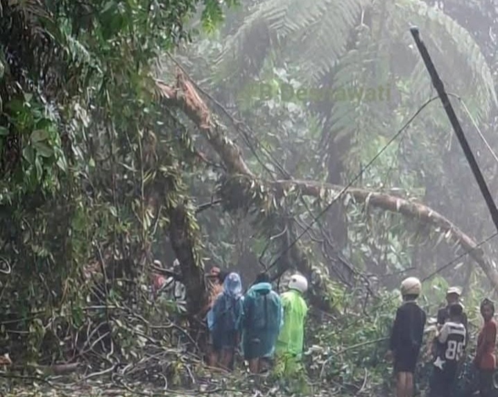 Pohon Tumbang di Berangin Bonjol, Lintas Bukittinggi – Medan Buka Tutup 