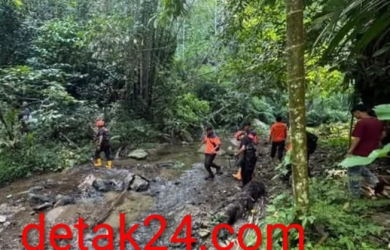 Dikira Main Dekat Rumah, Bocah 3,5 Tahun Hilang di Hutan Rao Utara