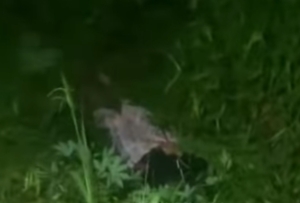 Sadis, Cewek Cantik Korban Begal Dibuang ke Parit di Binawidya Pekanbaru 