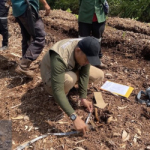 Ngeri! Leher Robek, Bocah Perempuan Tewas Diterkam Harimau di Pelalawan