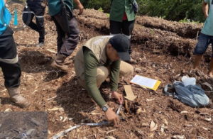Ngeri! Leher Robek, Bocah Perempuan Tewas Diterkam Harimau di Pelalawan