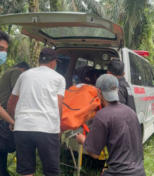 Gempar Temuan Mayat Membusuk di Kebun Sawit Desa Tambun Pelalawan 