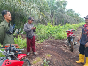 Petani di Mengkapan Siak Nyaris Diterkam Harimau, Diselamatkan Keranjang Sawit
