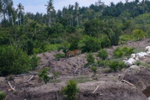 Terekam Kamera Trap, Harimau Mangsa Ternak Warga di Pulau Burung 