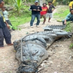 Ngeri! Buaya Raksasa Masuk Perkampungan Desa Undan Inhil, Warga Berhamburan 