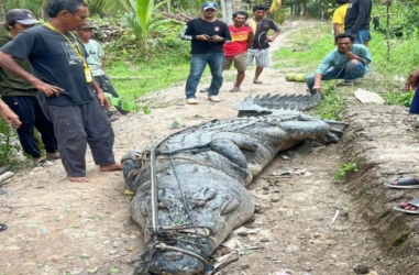 Ngeri! Buaya Raksasa Masuk Perkampungan Desa Undan Inhil, Warga Berhamburan 