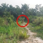 Heboh Penampakan Harimau di Pasir Putih Kampar, BBKSDA Temukan Fakta Ini!
