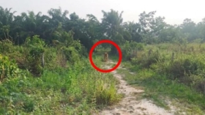 Heboh Penampakan Harimau di Pasir Putih Kampar, BBKSDA Temukan Fakta Ini!