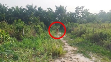 Heboh Penampakan Harimau di Pasir Putih Kampar, BBKSDA Temukan Fakta Ini!