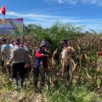 Program Ketahanan Pangan Polri, Polsek Mandau Panen Jagung di Desa Bathin Betuah 