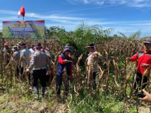 Program Ketahanan Pangan Polri, Polsek Mandau Panen Jagung di Desa Bathin Betuah 