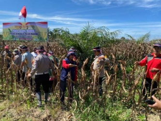 Program Ketahanan Pangan Polri, Polsek Mandau Panen Jagung di Desa Bathin Betuah 